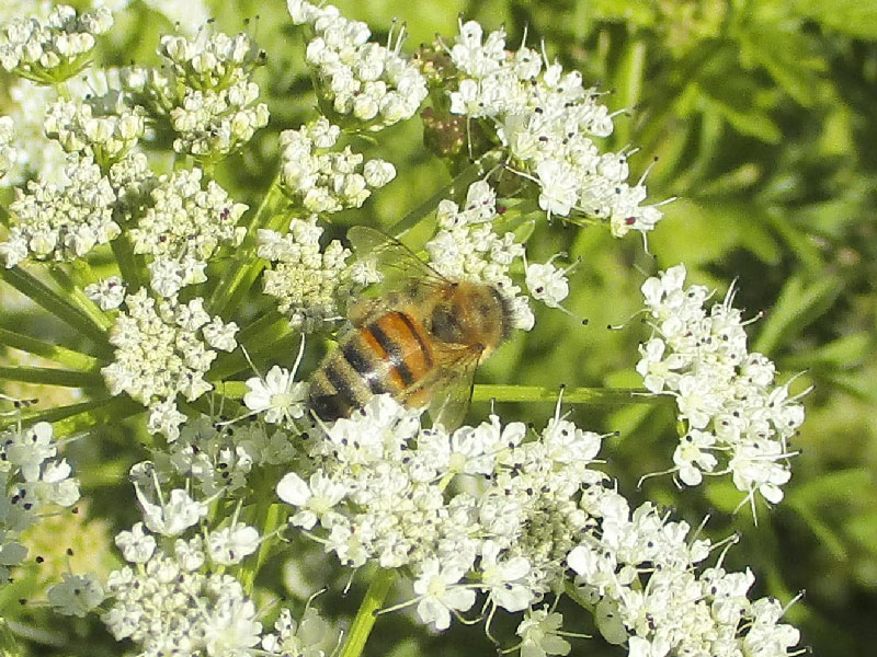 ruchers-erdre-abeille-miel